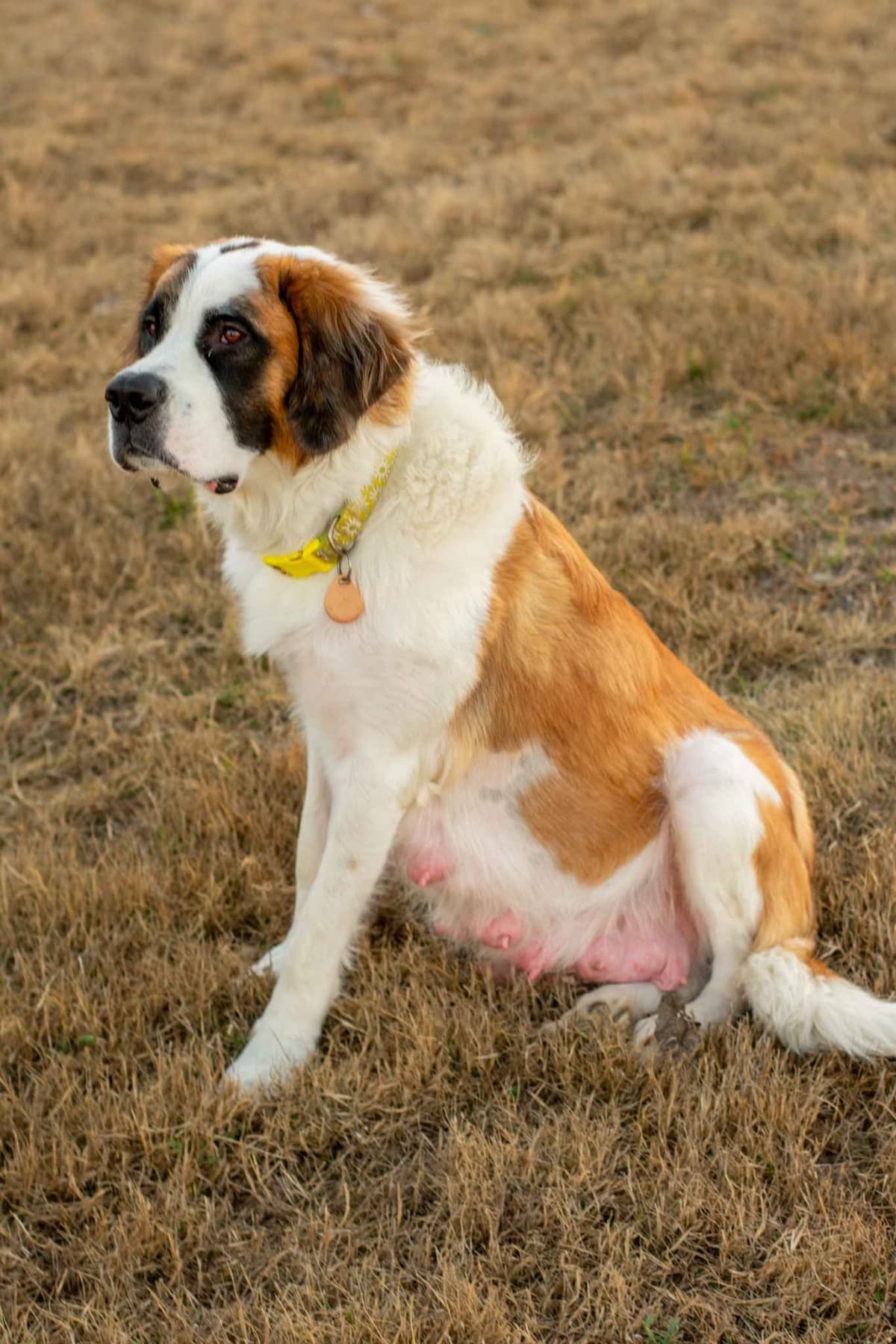 Scott’s Saint Bernard Puppies breeder image 3