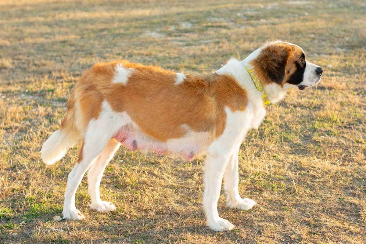 Scott’s Saint Bernard Puppies breeder image 4