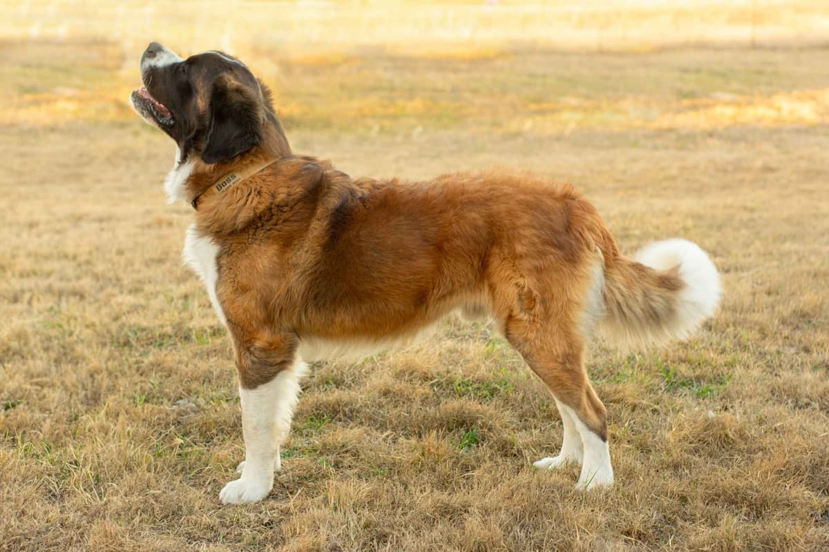Scott’s Saint Bernard Puppies breeder image 5