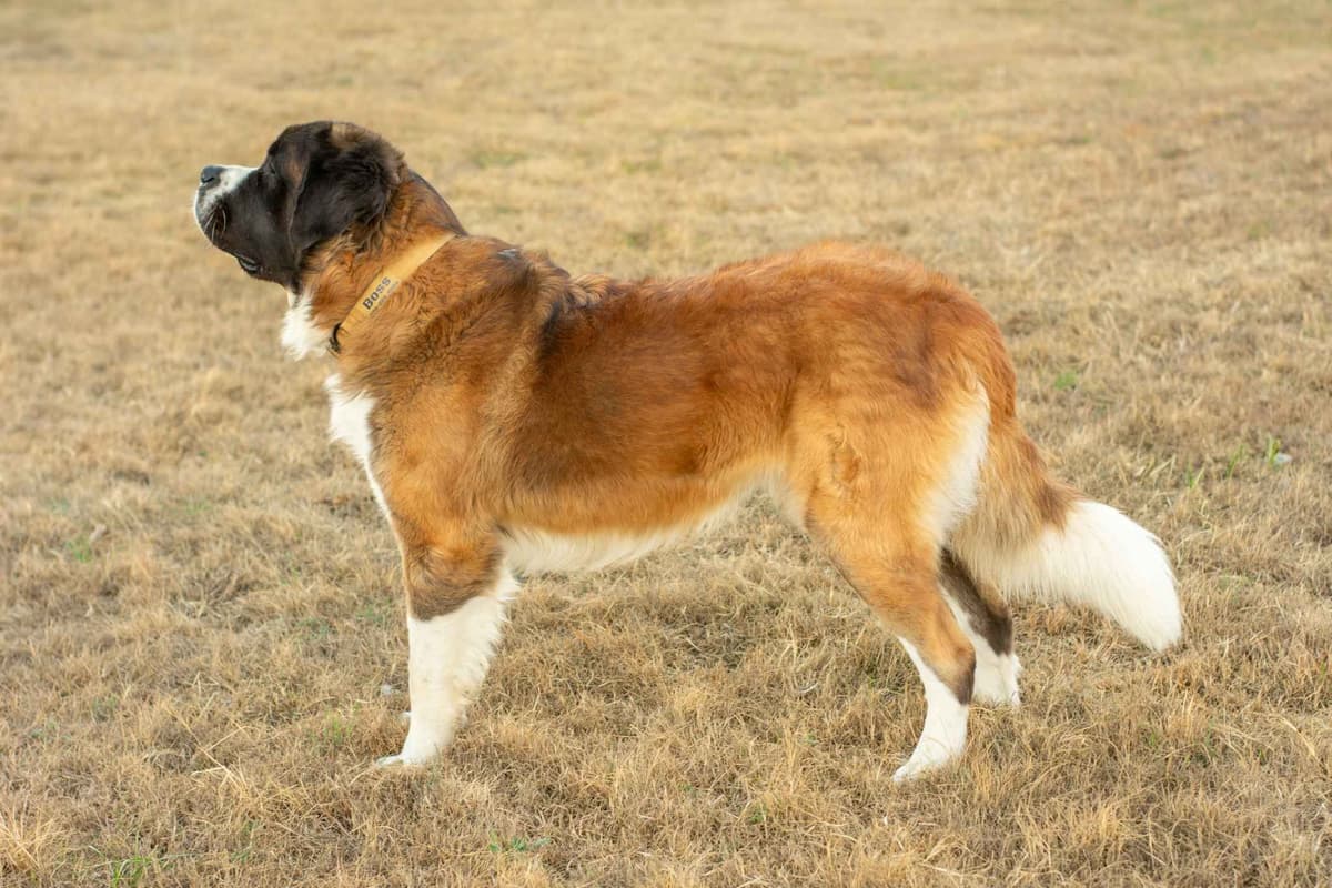 Scott’s Saint Bernard Puppies breeder image 6