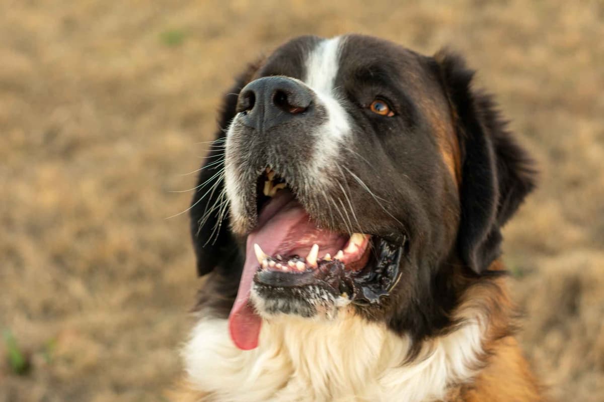 Scott’s Saint Bernard Puppies breeder image 7