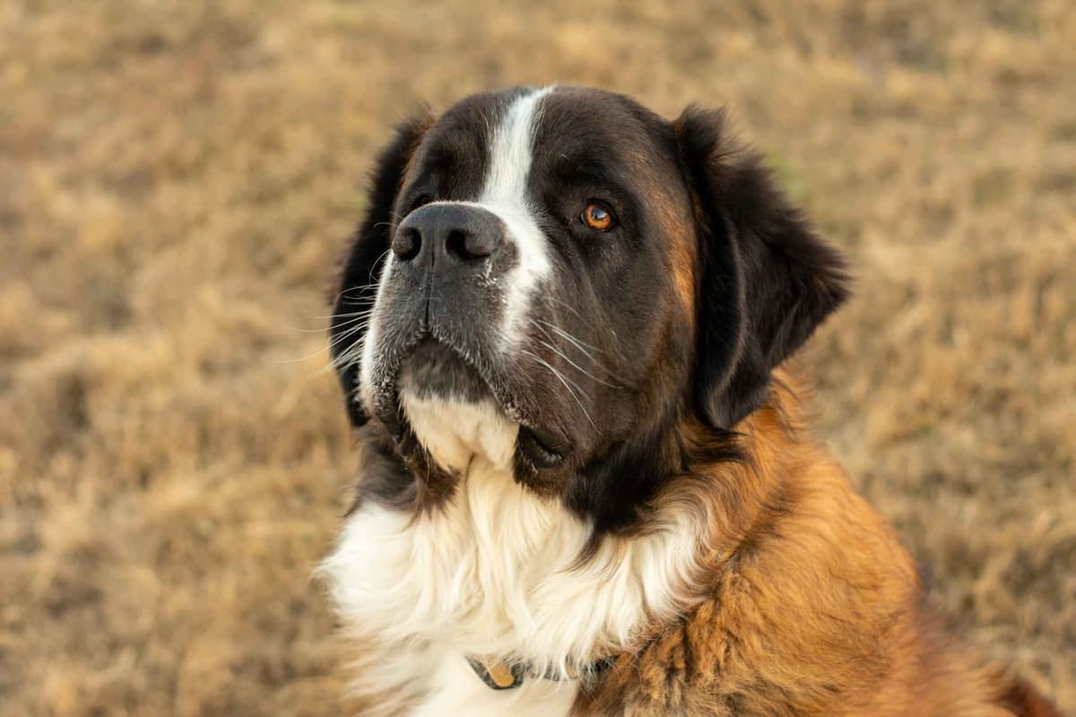 Scott’s Saint Bernard Puppies breeder image 8