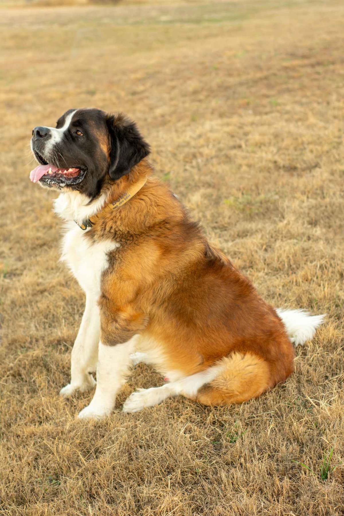 Scott’s Saint Bernard Puppies breeder image 10