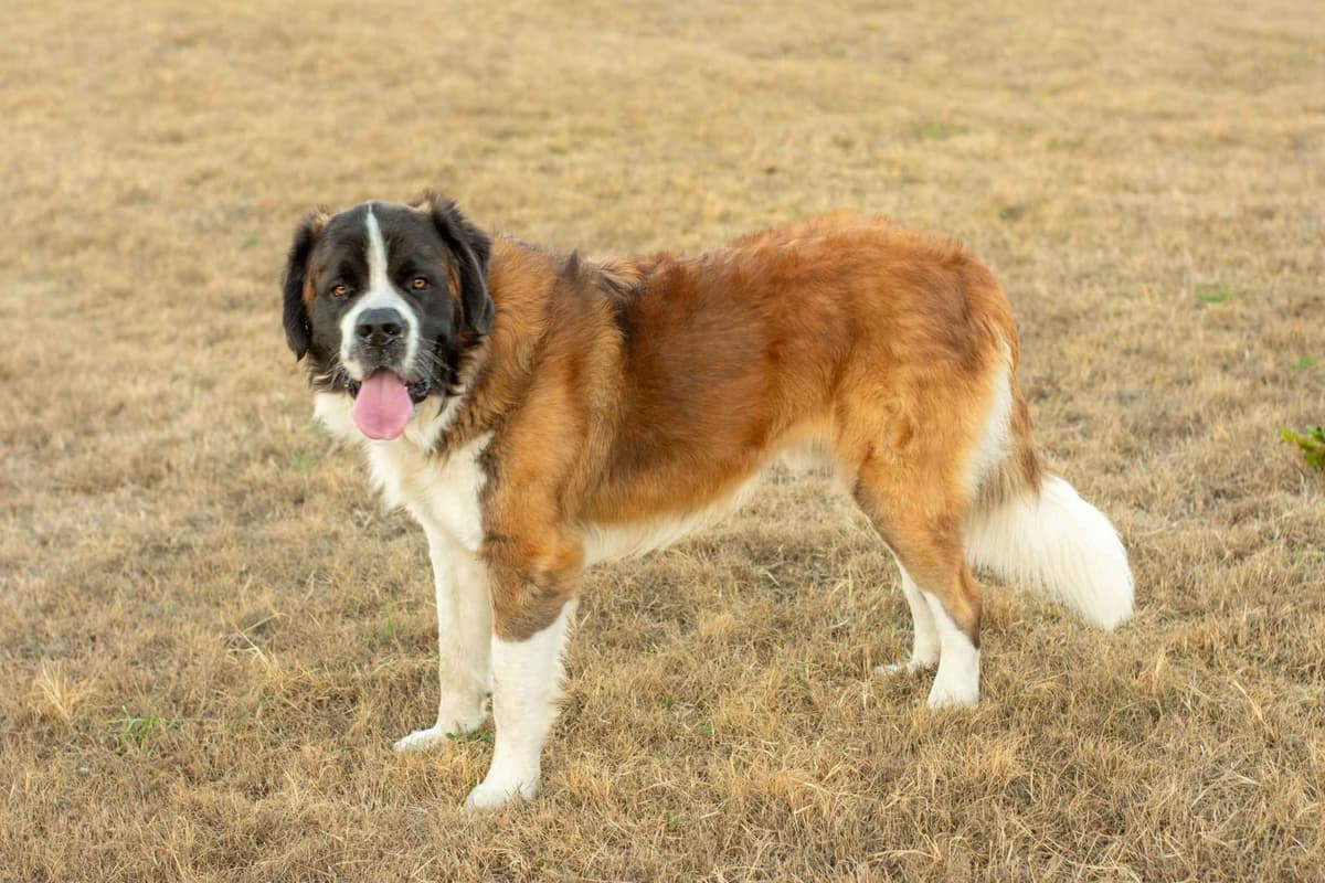 Scott’s Saint Bernard Puppies breeder image 11