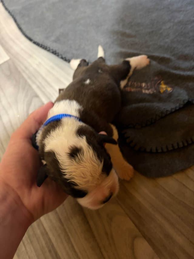 Scott’s Saint Bernard Puppies media 11