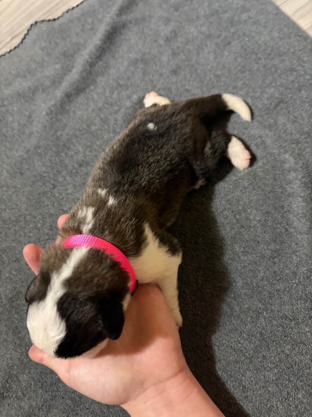 Scott’s Saint Bernard Puppies media 21