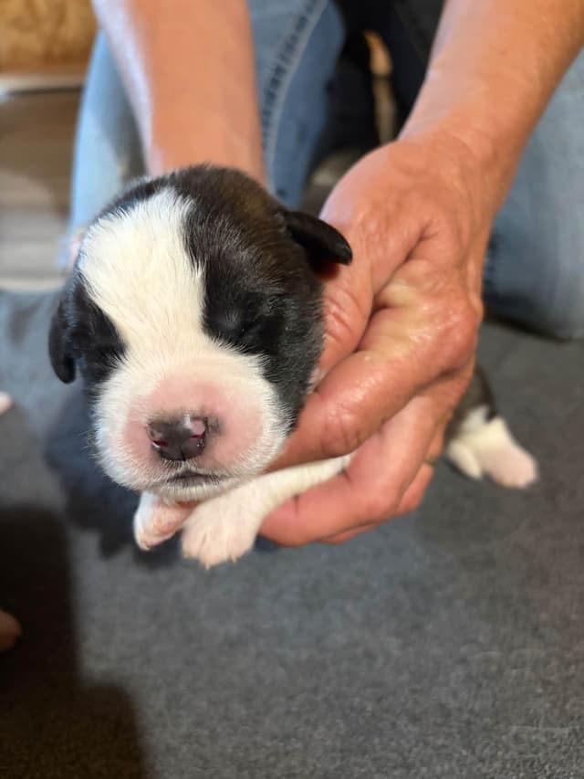Scott’s Saint Bernard Puppies media 8