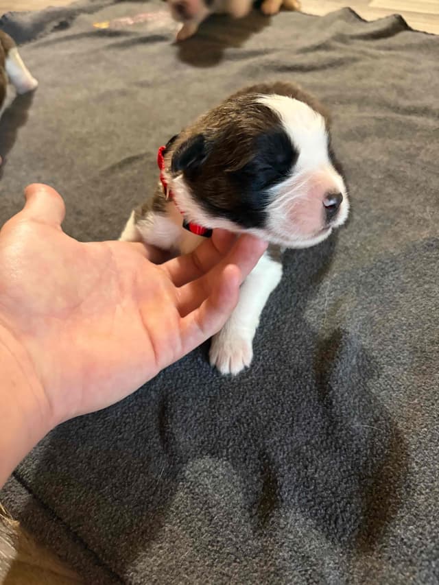 Scott’s Saint Bernard Puppies media 13