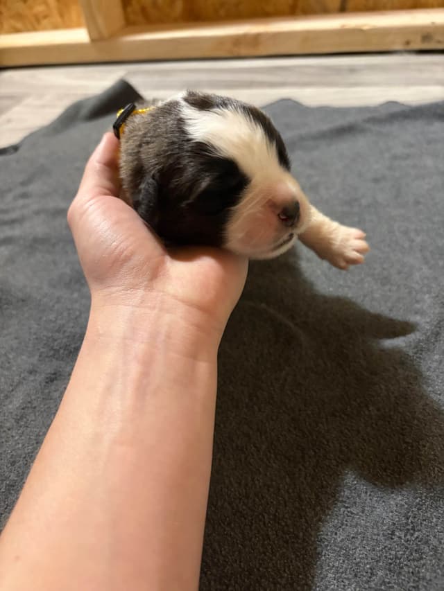 Scott’s Saint Bernard Puppies media 5