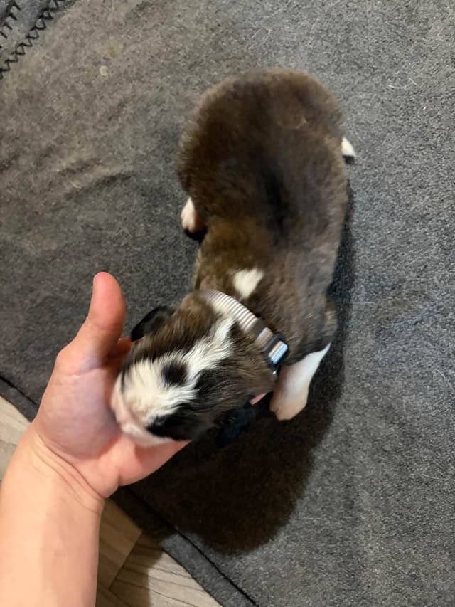 Scott’s Saint Bernard Puppies media 9