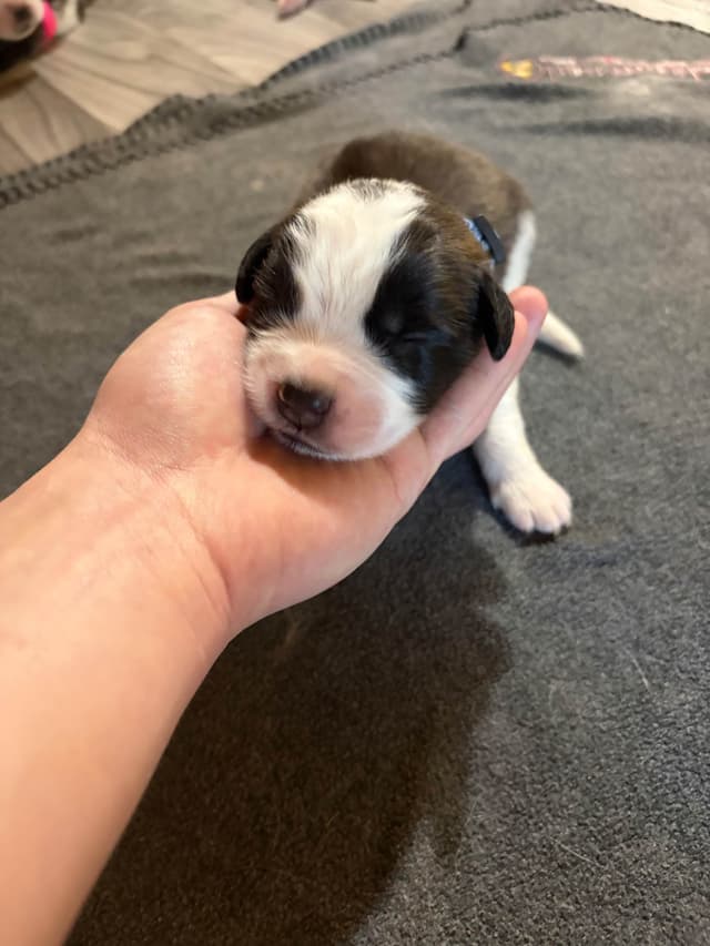 Scott’s Saint Bernard Puppies media 10