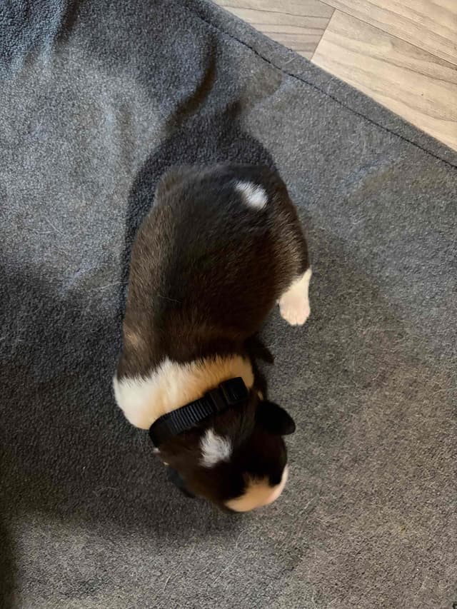 Scott’s Saint Bernard Puppies media 7