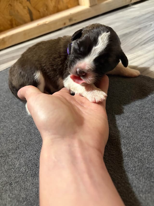 Scott’s Saint Bernard Puppies media 19