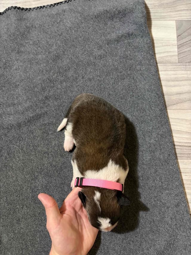 Scott’s Saint Bernard Puppies media 17