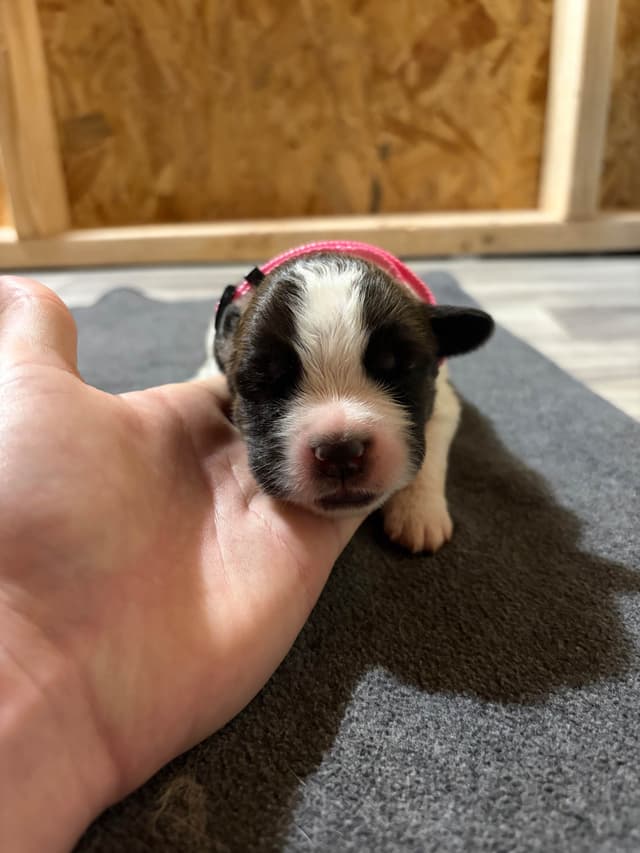 Scott’s Saint Bernard Puppies media 18