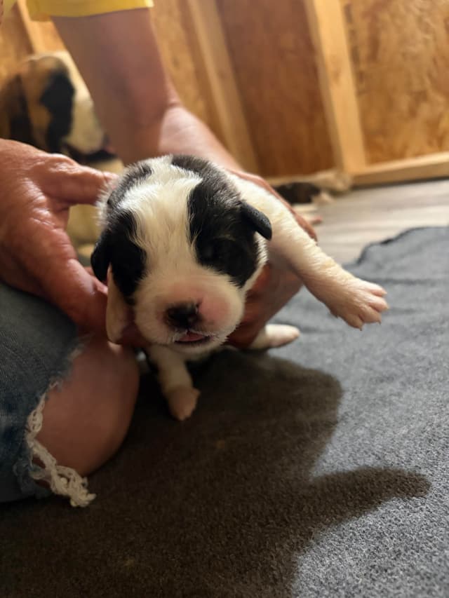 Scott’s Saint Bernard Puppies media 15
