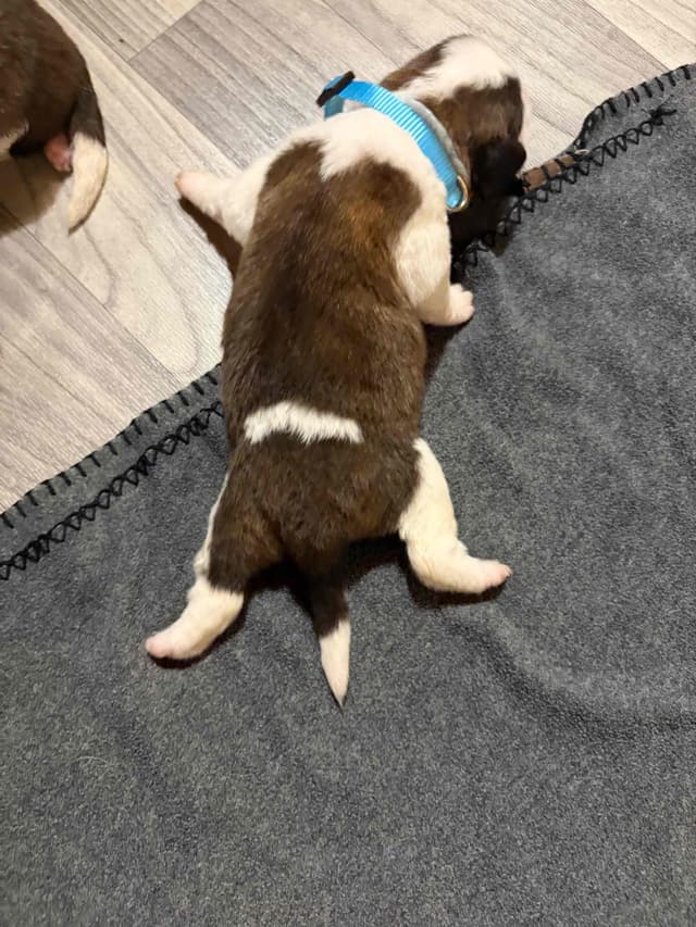 Scott’s Saint Bernard Puppies media 16