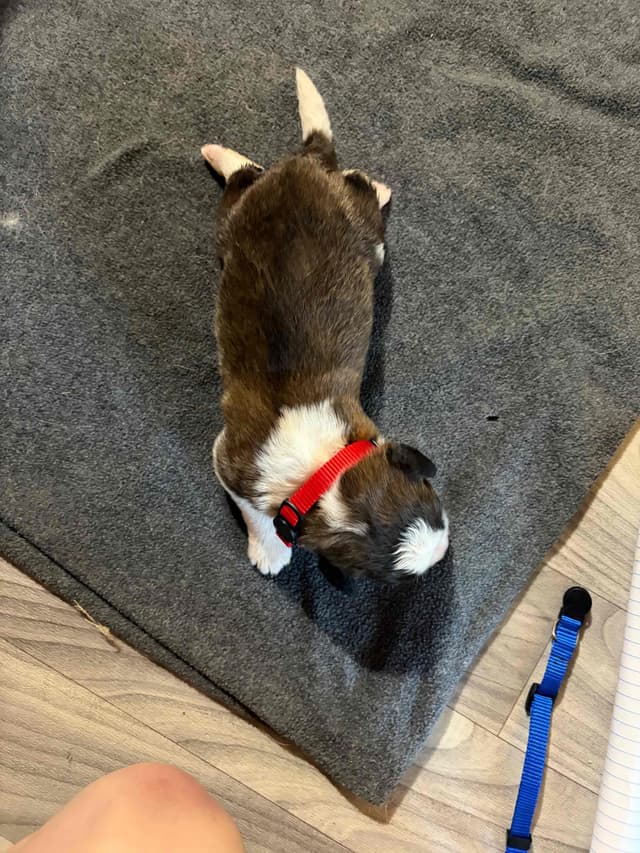 Scott’s Saint Bernard Puppies media 14