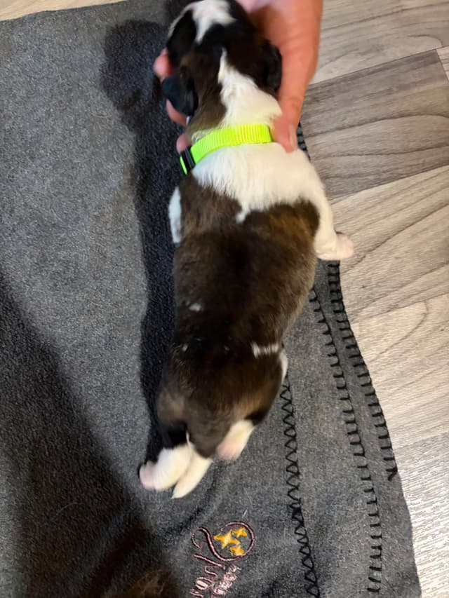 Scott’s Saint Bernard Puppies media 3