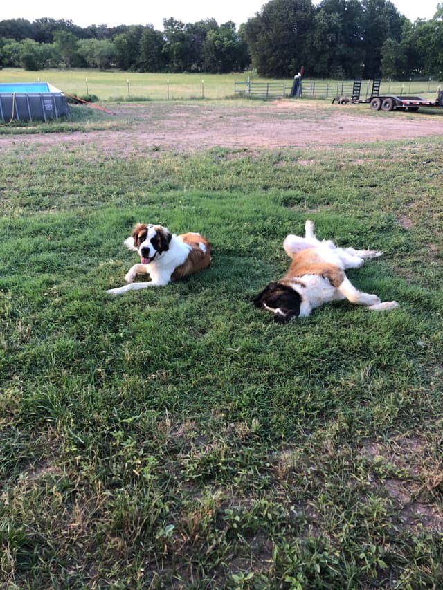 Scott’s Saint Bernard Puppies media 23