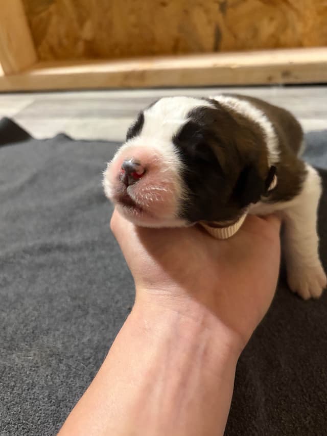 Scott’s Saint Bernard Puppies media 2