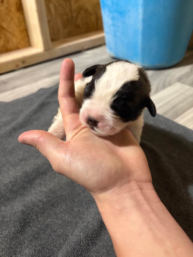 Scott’s Saint Bernard Puppies media 22