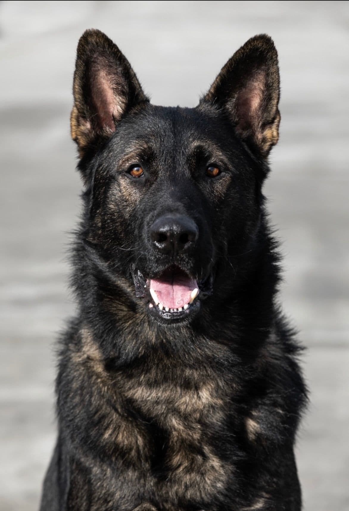 Working line German Shepherd puppies from World Class bloodlines breeder image 1