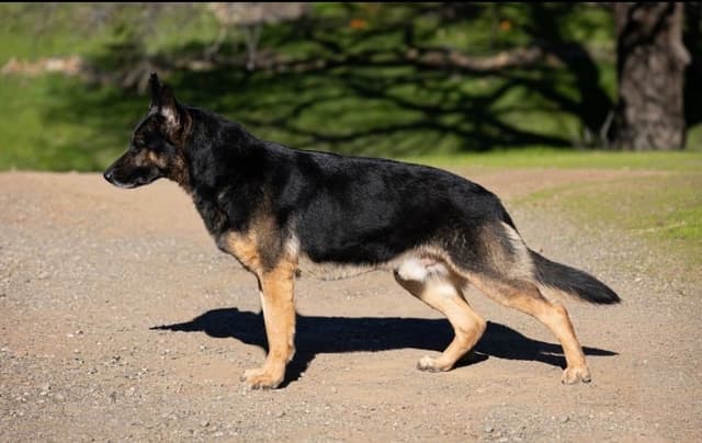 Working line German Shepherd puppies from World Class bloodlines media 2
