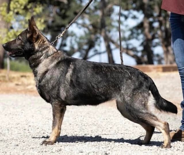 Working line German Shepherd puppies from World Class bloodlines media 4