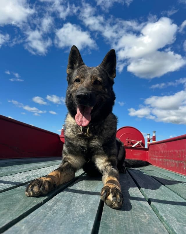 Working line German Shepherd puppies from World Class bloodlines media 5