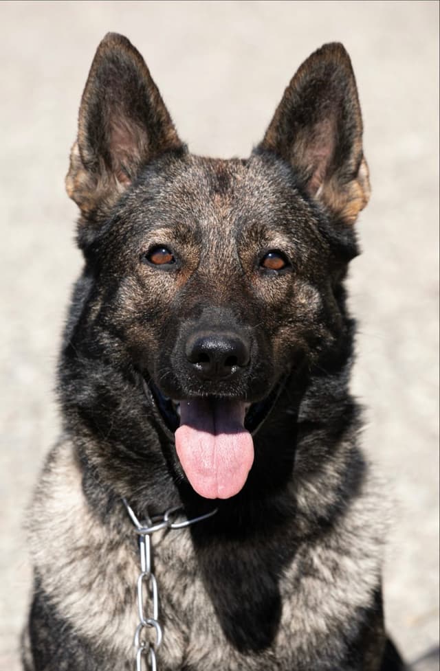 Working line German Shepherd puppies from World Class bloodlines media 7