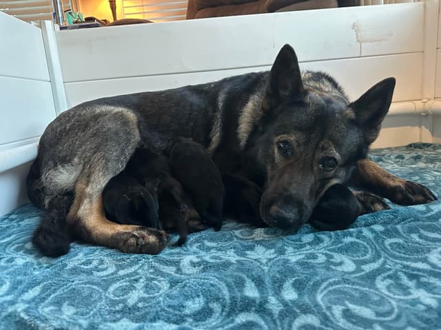 Working line German Shepherd puppies from World Class bloodlines media 8