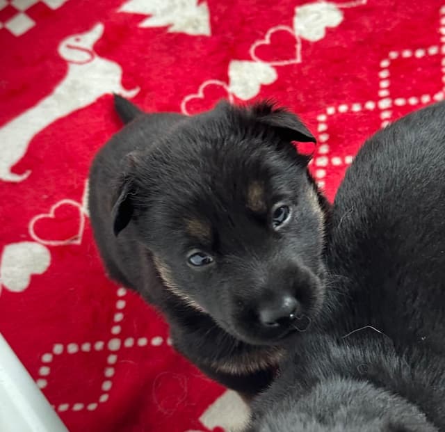 Working line German Shepherd puppies from World Class bloodlines media 9