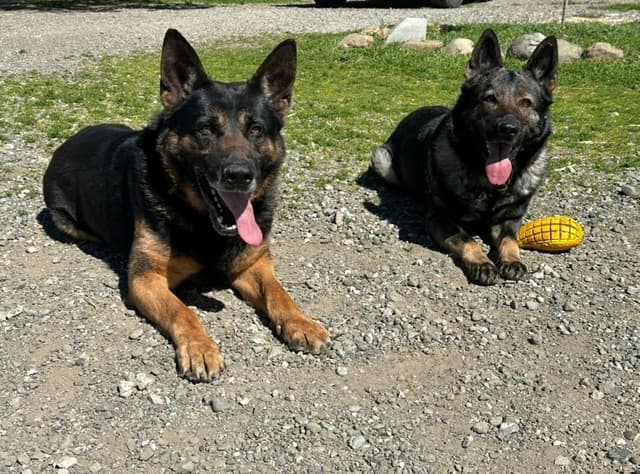 Working line German Shepherd puppies from World Class bloodlines media 10
