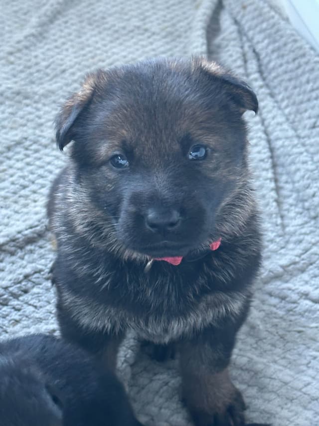 Working line German Shepherd puppies from World Class bloodlines media 11