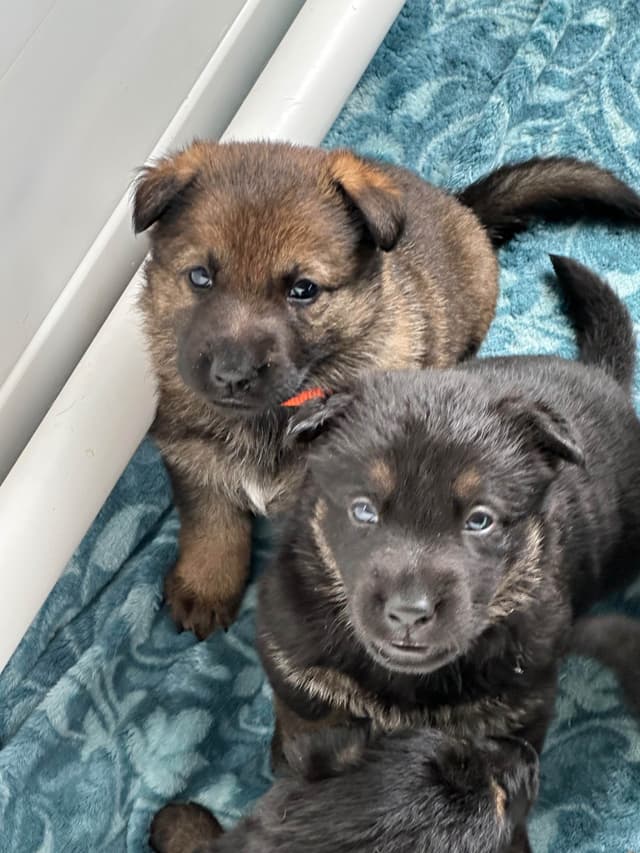 Working line German Shepherd puppies from World Class bloodlines media 13