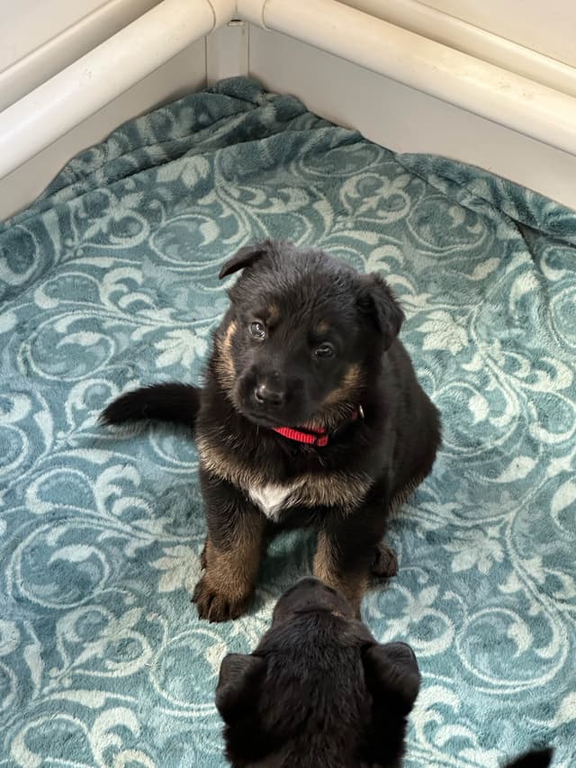 Working line German Shepherd puppies from World Class bloodlines media 14