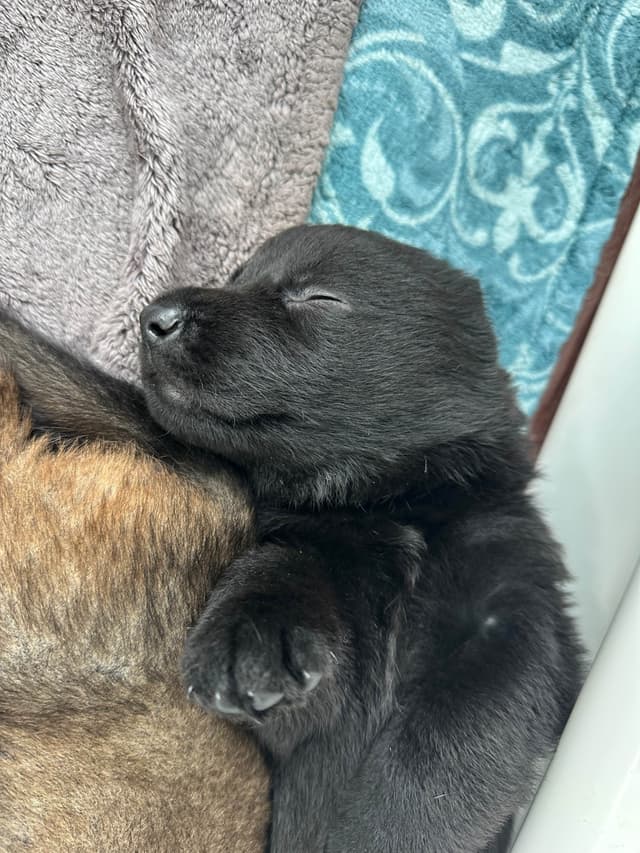 Working line German Shepherd puppies from World Class bloodlines media 15