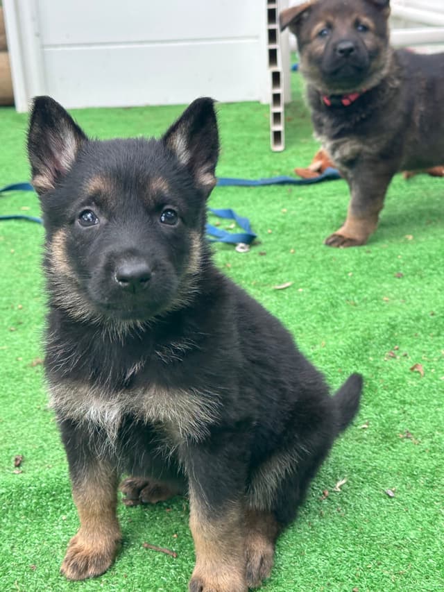 Working line German Shepherd puppies from World Class bloodlines media 16
