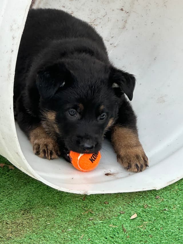 Working line German Shepherd puppies from World Class bloodlines media 17