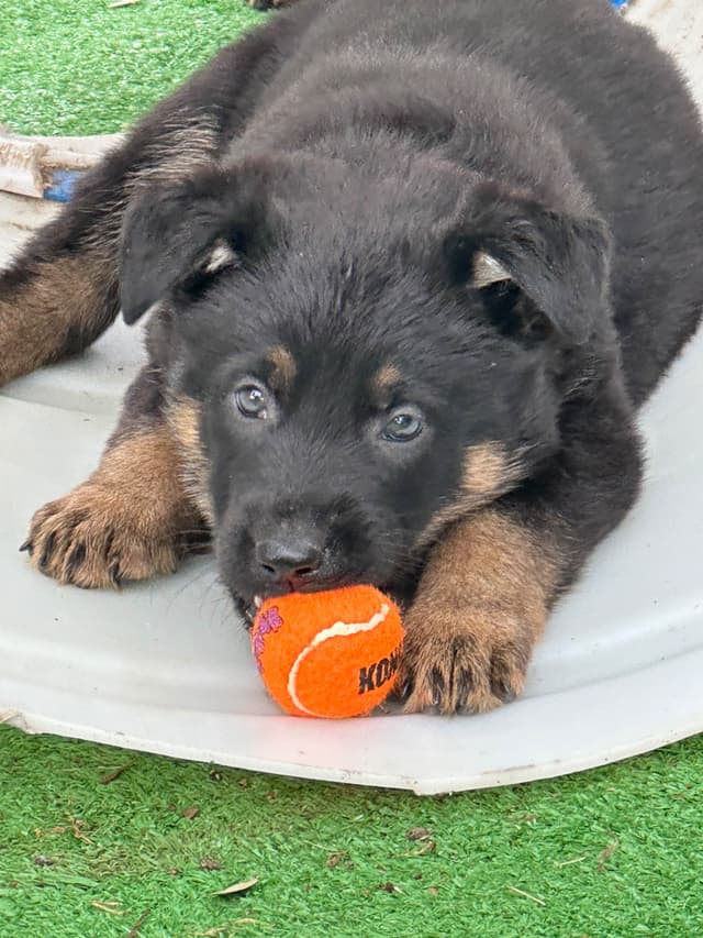 Working line German Shepherd puppies from World Class bloodlines media 18