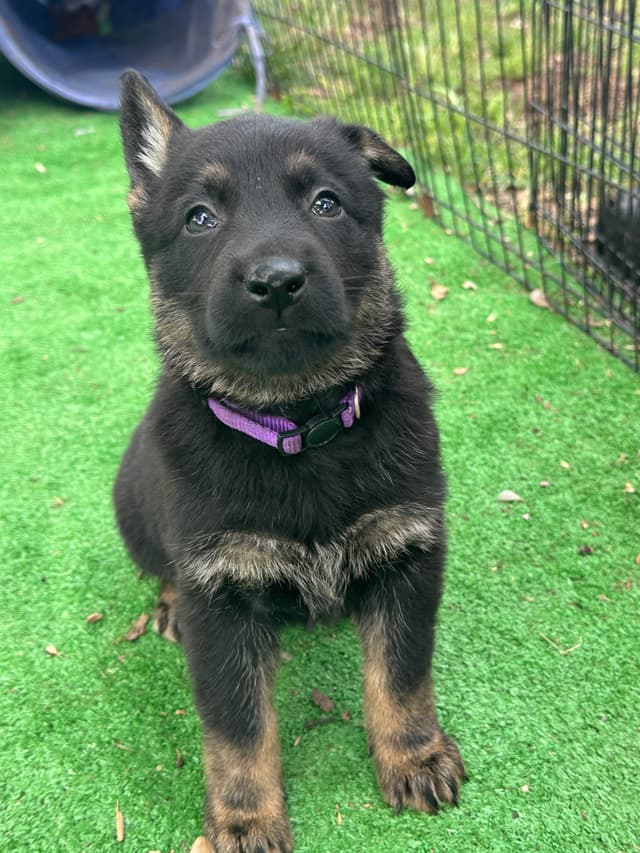Working line German Shepherd puppies from World Class bloodlines media 19