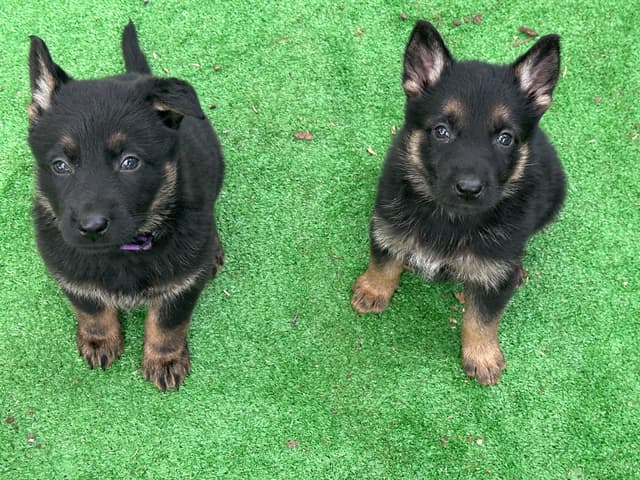 Working line German Shepherd puppies from World Class bloodlines media 21