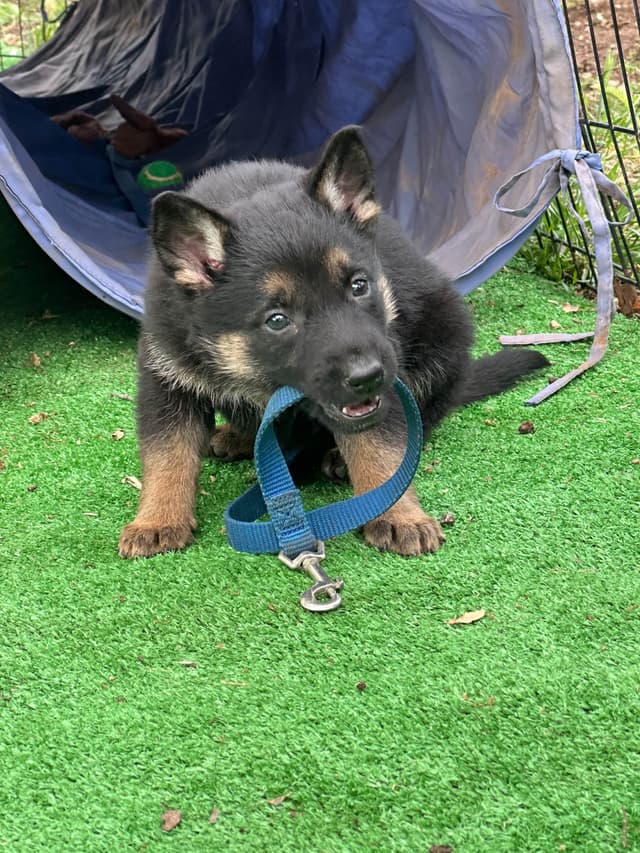 Working line German Shepherd puppies from World Class bloodlines media 22