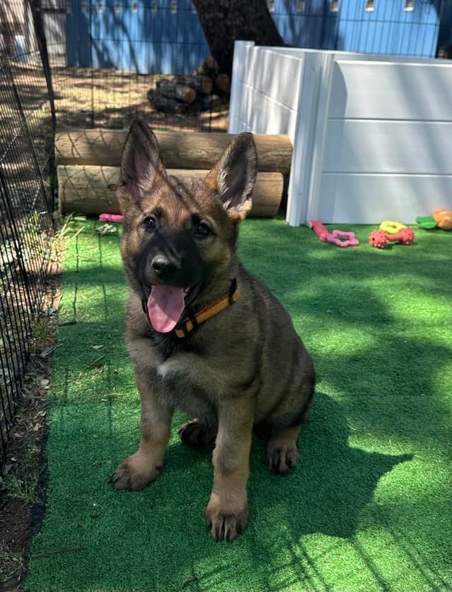 Working line German Shepherd puppies from World Class bloodlines media 23