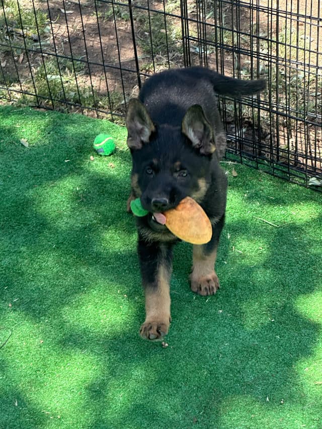 Working line German Shepherd puppies from World Class bloodlines media 24