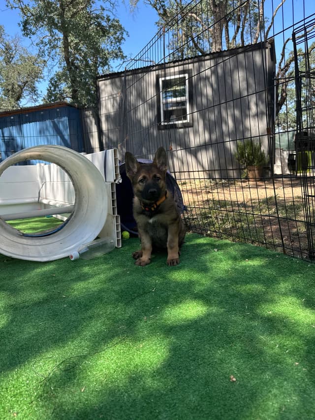 Working line German Shepherd puppies from World Class bloodlines media 25