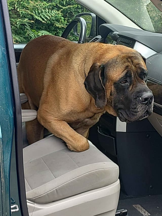 Mastiff Puppies media 2