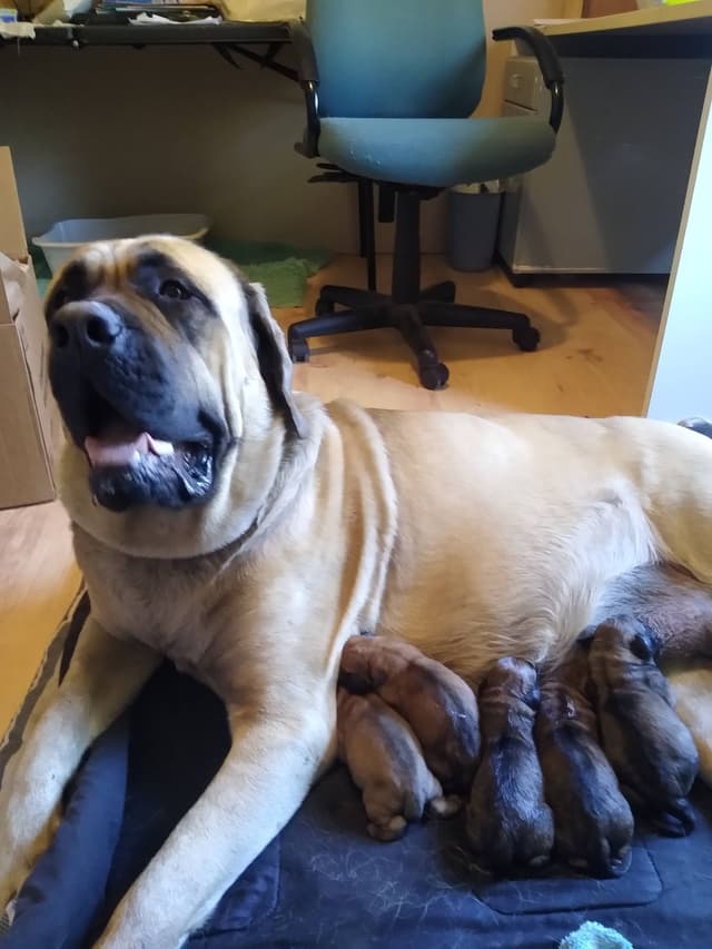 Mastiff Puppies media 4