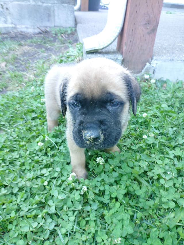 Mastiff Puppies media 5